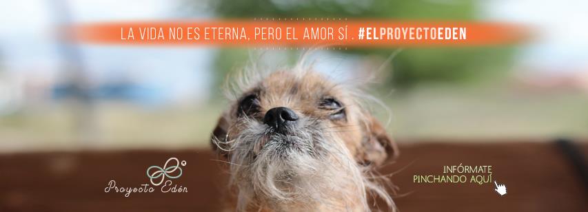 ¿Qué sería de mi perrito si yo fallezco?: nace El Proyecto Edén.